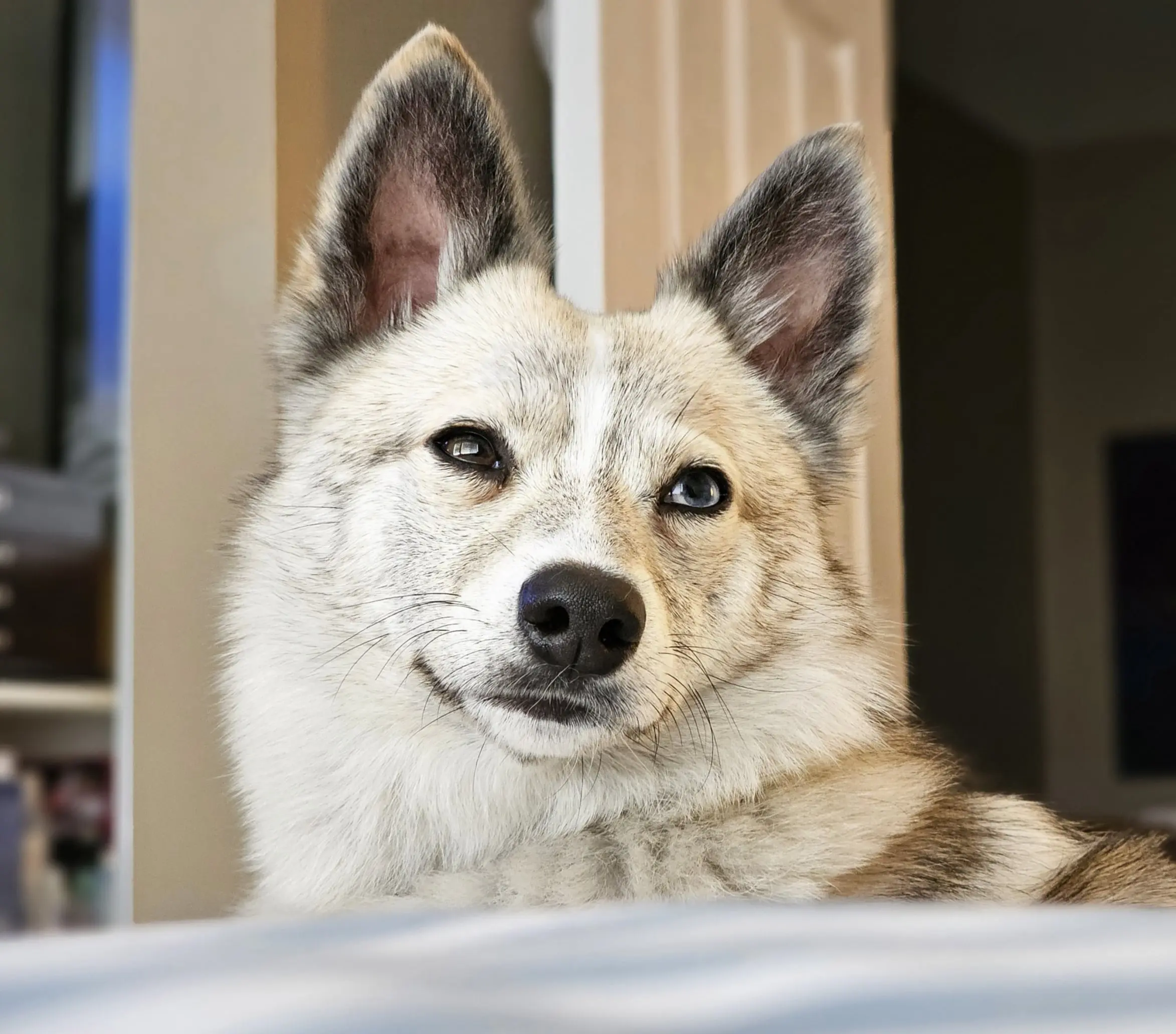 Dog Photography by Jeff Ellis