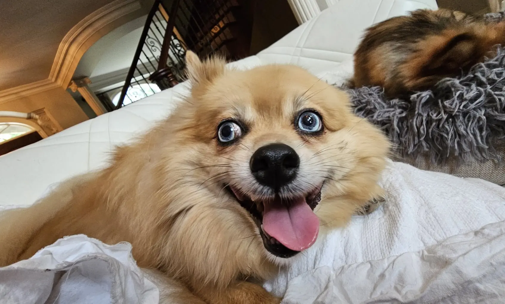 Dog Photography by Jeff Ellis