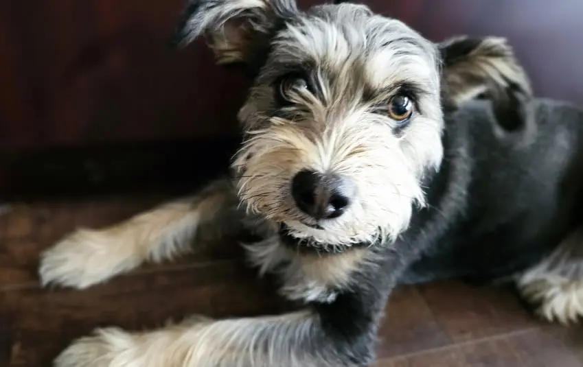 Dog Photography by Jeff Ellis