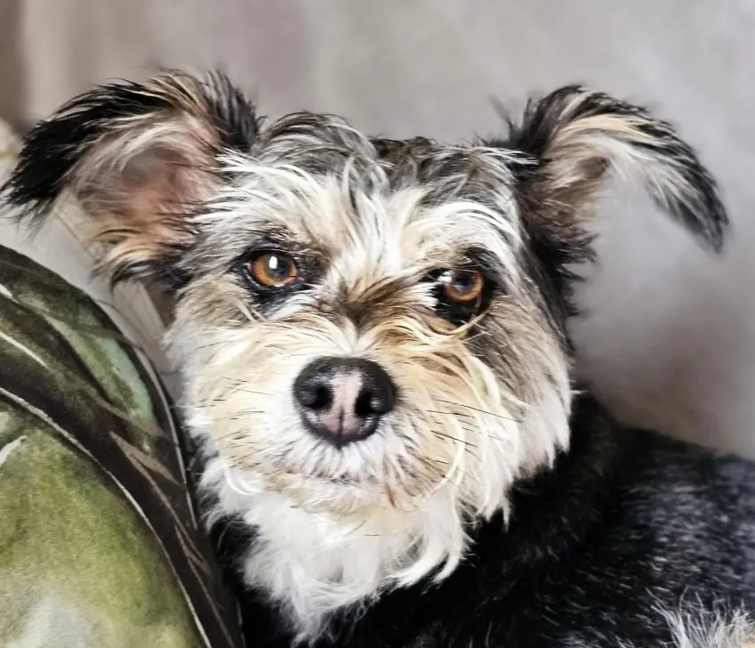 Dog Photography by Jeff Ellis