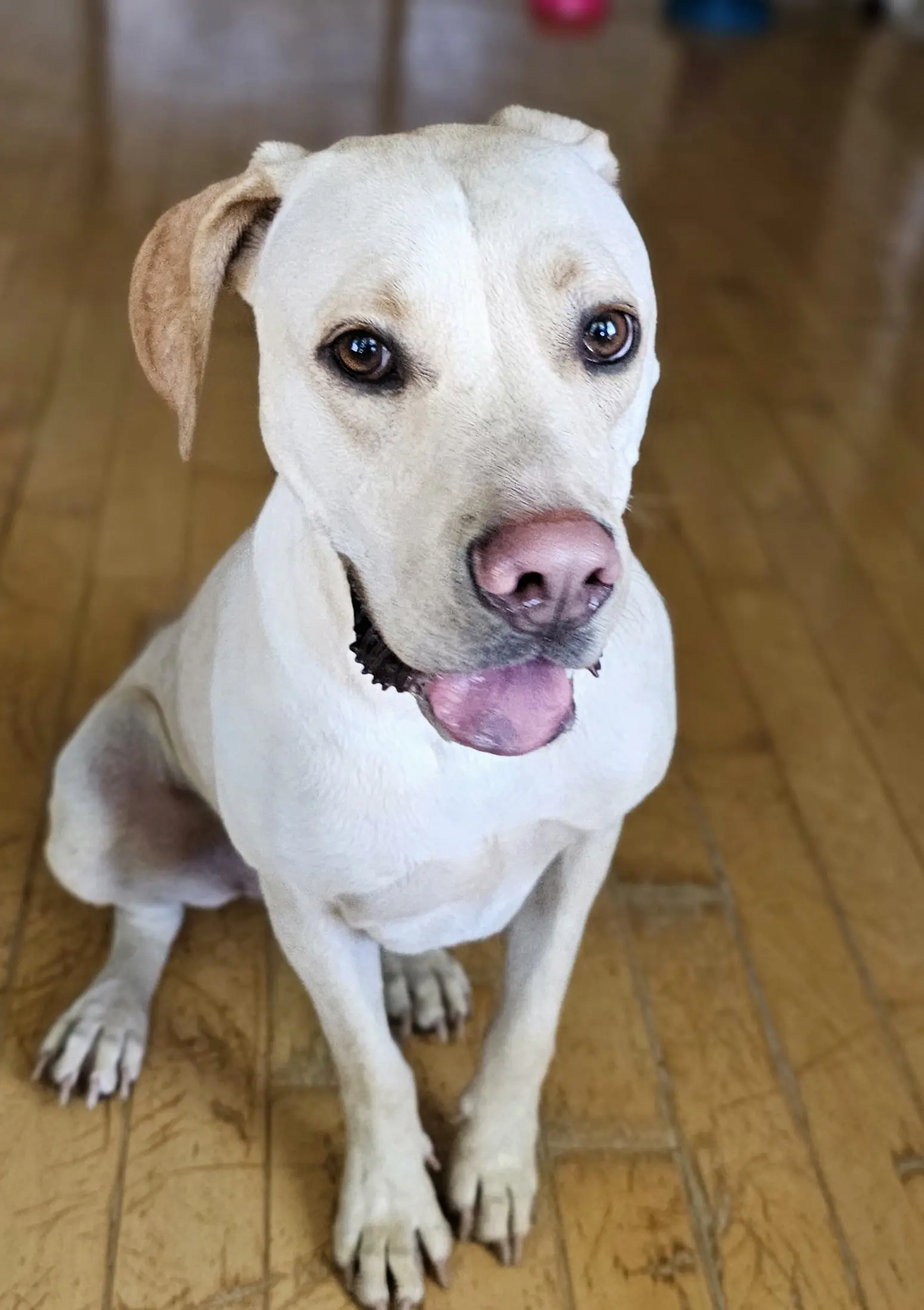 Dog Photography by Jeff Ellis