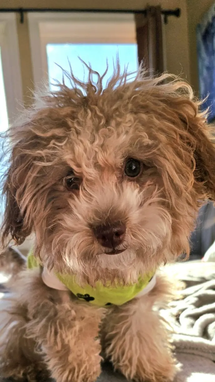 Dog Photography by Jeff Ellis